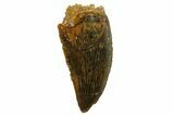 Serrated, Raptor Tooth - Real Dinosaur Tooth #255838-1